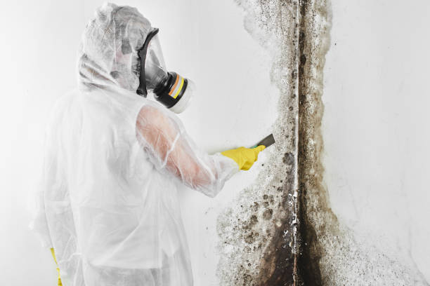 Best Mold Damage Repair  in Electra, TX