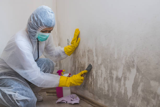 Best Crawl Space Mold Removal  in Electra, TX