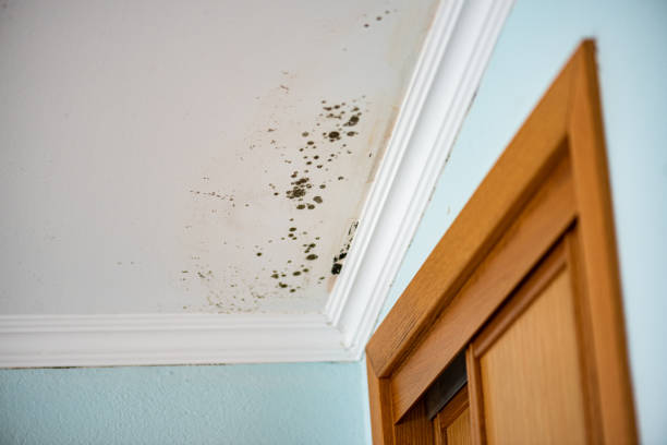 Best Same-Day Mold Removal  in Electra, TX