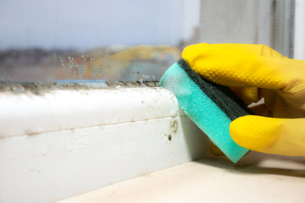 Best Black Mold Removal  in Electra, TX