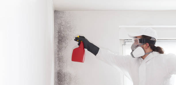 Best Commercial Mold Removal  in Electra, TX