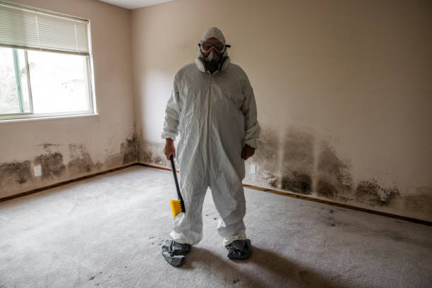 Best Local Mold Removal Service  in Electra, TX
