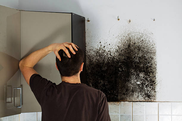 Best Toxic Mold Removal  in Electra, TX