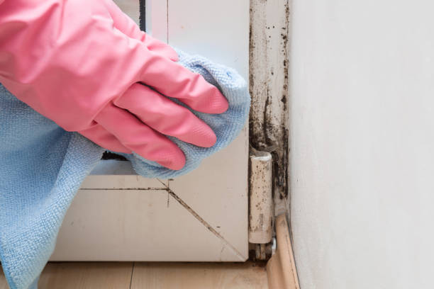 Best Mold Damage Repair  in Electra, TX